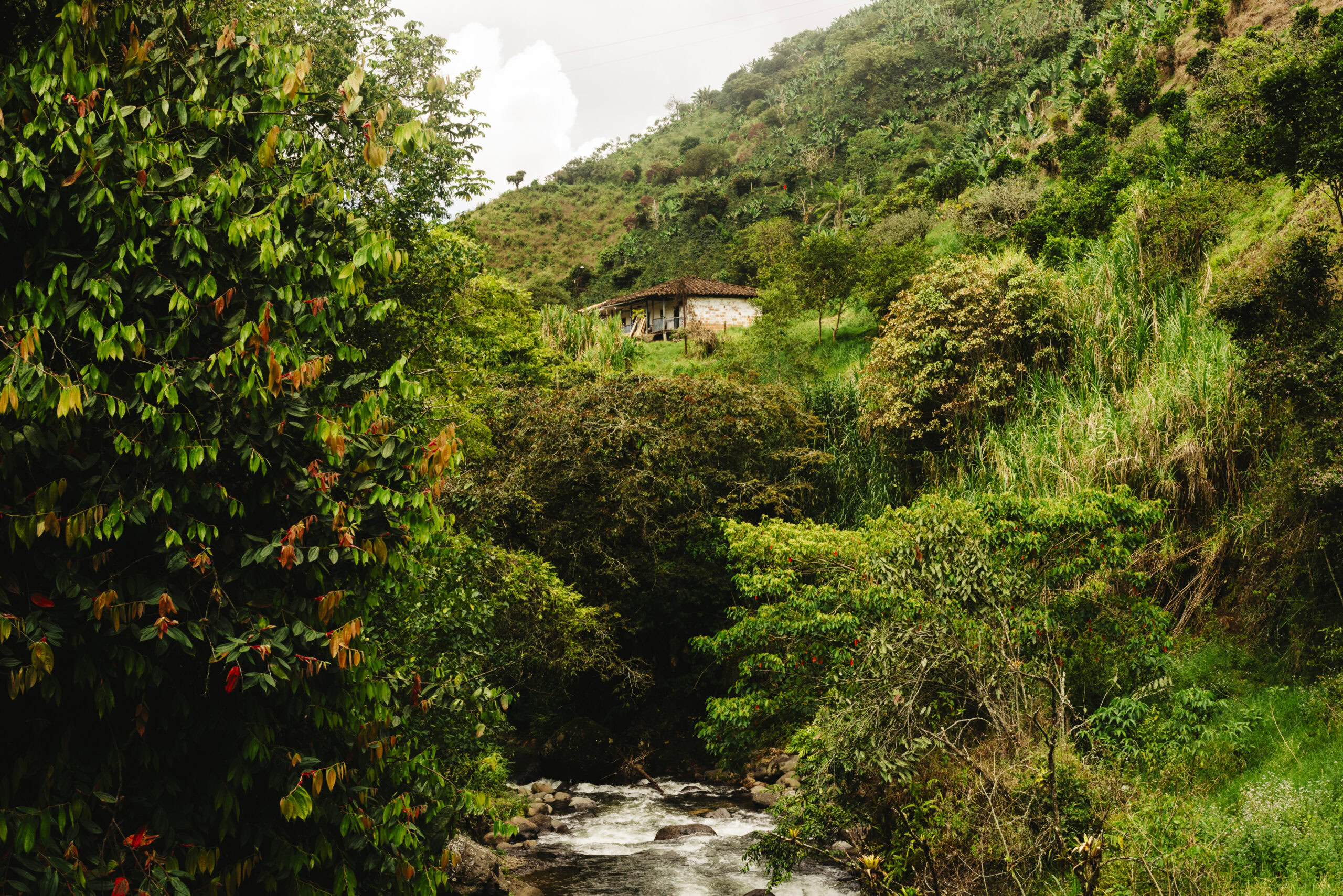 Eje cafetero. Colombia. Fotografía de Alejandro Britez.